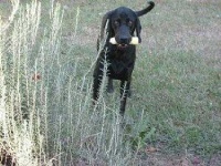 image of black_and_tan_coonhound