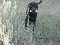 image of black_and_tan_coonhound #34