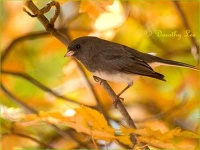 image of junco