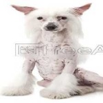 image of animal