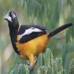 image of bird