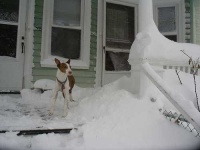 image of ibizan_hound