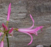 image of flower