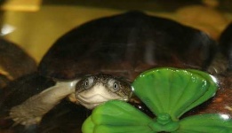 image of mud_turtle