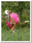 image of ibizan_hound