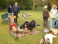 image of otterhound