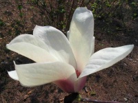 image of magnolia #49
