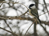 image of chickadee