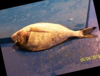 image of fish