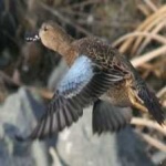 image of bird