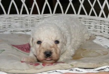 image of kuvasz