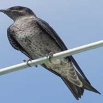 image of bird