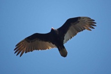 image of animal