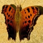 image of animal