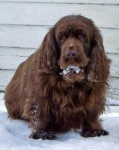 image of sussex_spaniel