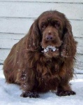 image of sussex_spaniel #31