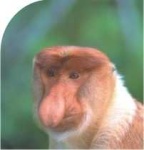 image of proboscis_monkey