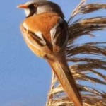 image of bird
