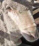 image of animal
