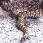 image of sidewinder