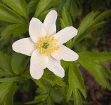 image of flower