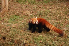 image of animal