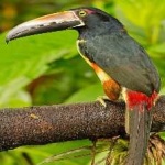 image of bird
