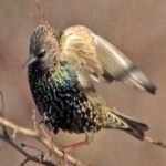 image of bird