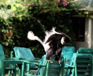 image of colobus