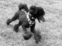 image of standard_poodle