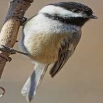 image of bird