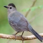 image of bird