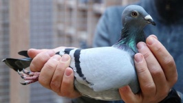 image of pigeon #26