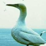 image of bird
