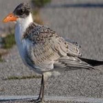 image of bird
