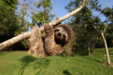 image of sloth