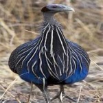 image of bird