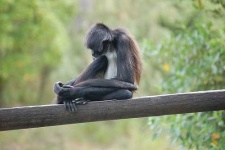 image of spider_monkey #1