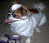 image of animal