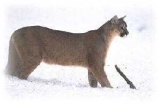 image of cougar_body