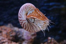 image of chambered_nautilus