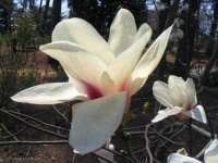 image of flower