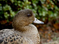image of animal