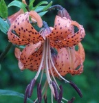 image of flower