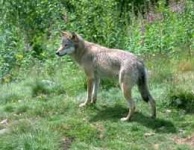 image of coyote