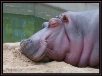 image of hippopotamus
