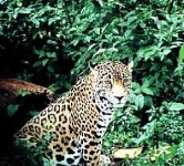 image of jaguar_car