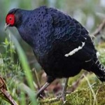 image of bird