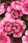 image of flower