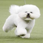 image of animal
